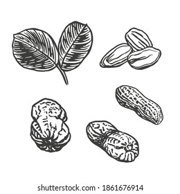 Esbozar ilustración vectorial de cacahuete. Estilo de grabado de nueces dibujadas a mano.