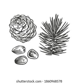 Sketch vector illustration of pine nuts, pine cone and branch