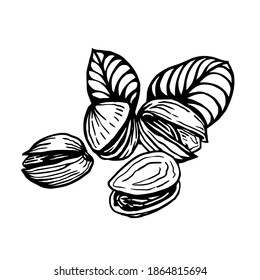 Sketch vector illustration of pistachios. Open and fried nuts collection