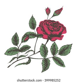 sketch vector illustration of red roses on a white background
