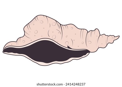 sketch vector illustration of seashell 