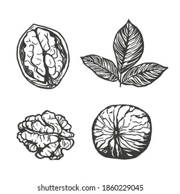 Sketch vector illustration of walnut. Closed and opened walnuts ink set