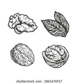 Sketch vector illustration of walnut. Closed and opened walnuts ink set