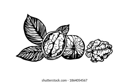 Sketch vector illustration of walnut. Closed and opened walnuts ink