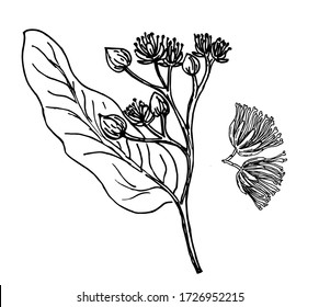 Sketch vector linden sprig. Linden tree branch with flowers. Floral vintage hand drawn style illustration. Honey flower drawing isolated on white background