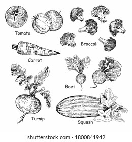 Sketch Vector set of different hand drawn vegetables. Vegetables isolated on white background. Vector vintage sketch style illustration.