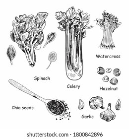 Sketch Vector set of different hand drawn vegetables. Nuts, seeds and vegetables isolated on white background. Vector vintage sketch style illustration.