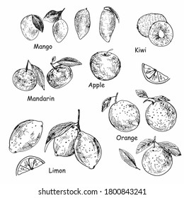 Sketch Vector set of different hand drawn fruits. Fruits isolated on white background. Vector vintage sketch style illustration.