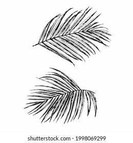 Sketch Vector set of different hand drawn palm leaves on white background. Vector vintage sketch style illustration.