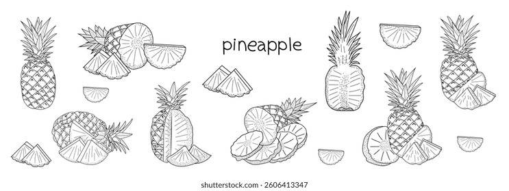 Sketch vector set, pineapple fruit , pineapple in cut. Hand drawn image. Black outline on white background