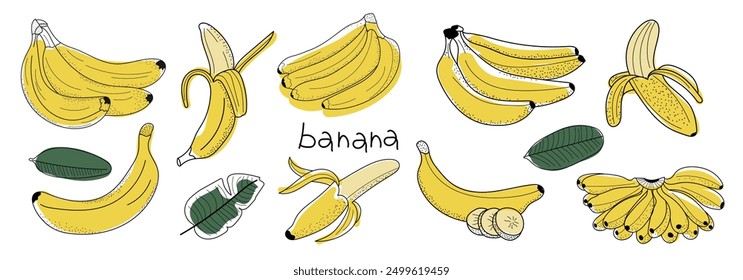 sketch vector stock vector illustration. One berry banana, peelless banana, banana branch, bunch of banana. Hand drawn image. Black outline on white background.