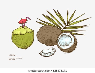 Sketch vector tropical food illustration. Coconut nut vintage design template. Botanical fruit. Engraved coconut.