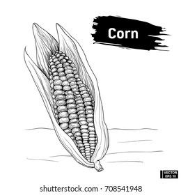 Sketch of vegetable corn outline.