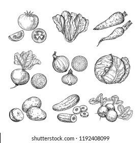 Sketch vegetables. Fresh tomato, cucumber and carrots, potatoes. Hand drawn onions, radish and cabbage. Garden vegetable vector set of tomato and potato, organic fresh food illustration