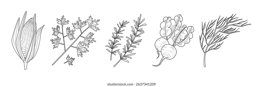 Sketch Vegetables as Garden Crop Harvest Vector Set