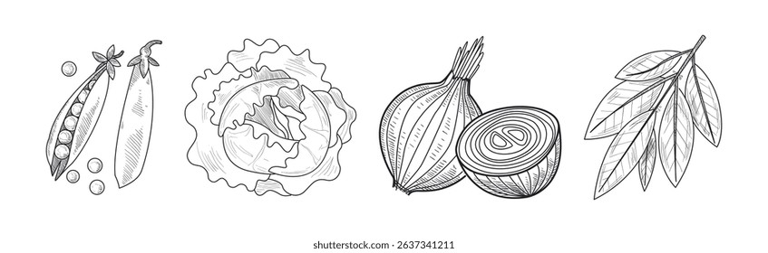 Sketch Vegetables as Garden Crop Harvest Vector Set