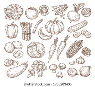 Sketch vegetables. Vector set in vintage style. Hand drawing. Tomato, cucumber, cabbage, potato, beetroot, corn. Farming, harvest, eco products. For packaging, advertising, banners, textiles, menus.