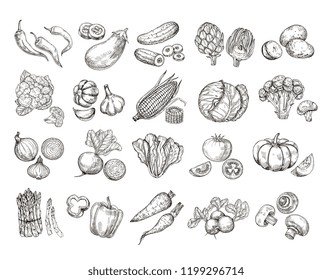 Sketch vegetables. Vintage hand drawn garden vegetable collection. Carrots broccoli potato salad mushroom farming vector set. Salad and carrot, sketch mushroom illustration