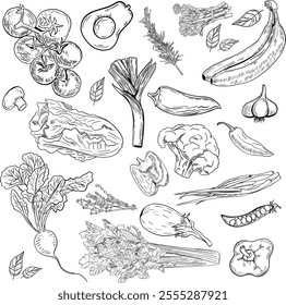 Sketch vegetables. Vintage hand drawn garden vegetable collection. Carrots broccoli potato salad mushroom farming vector set. Salad and carrot, sketch mushroom illustration