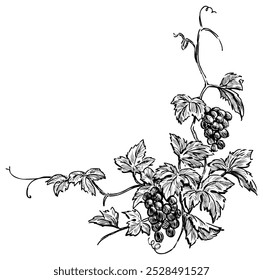 Sketch of vine branch with ripe grape bunches, leaves and tendrils, floral corner, vector hand drawn  illustration, isolated on white