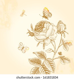 Sketch vintage garden bush blossoming roses in bud with insects on a beige background. Vector illustration. Element for design.