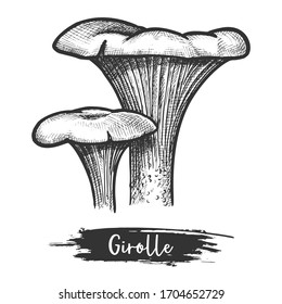 Sketch or vintage illustration of golden chanterelle. Retro drawing of girolle mushroom or culinary chanterelle. Forest or wood shroom for vegetarian, vegan food. Sketching for cook, botany book