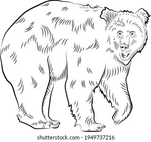 Sketch walking bear. Handmade drawn. 