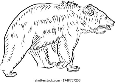 Sketch of walking bear. Minimalistic style.