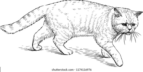 Sketch of a walking domestic cat