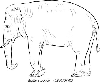 Sketch of walking elephant. Minimalistic style.