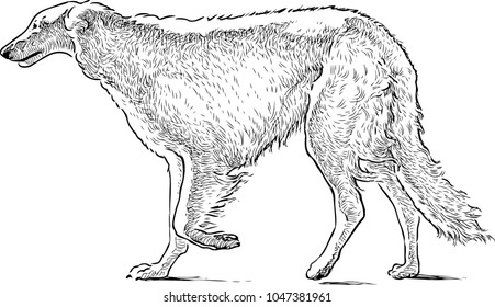 Sketch of a walking greyhound