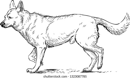 Sketch of a walking guard dog