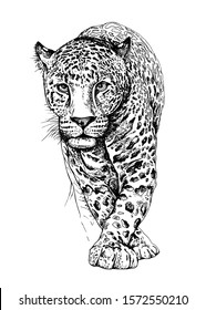 Sketch of a walking leopard. Hand drawn style print. Vector black and white illustration.