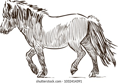 Sketch of a walking pony
