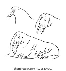 Sketch of a walrus in an engraving style. Hand drawn illustration converted to vector. walrus vector sketch illustration