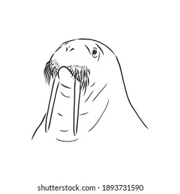 Sketch of a walrus. Hand drawn illustration converted to vector. walrus vector sketch illustration
