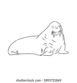 Sketch of a walrus. Hand drawn illustration converted to vector. walrus vector sketch illustration