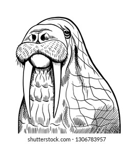Sketch of a walrus head. Hand drawn illustration converted to vector
