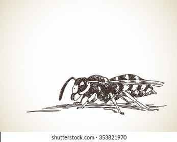 Sketch of wasp, Hand drawn illustration