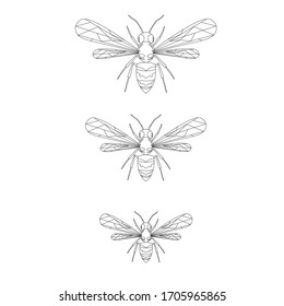 Sketch of wasp on the white background