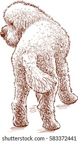 sketch of a watching poodle