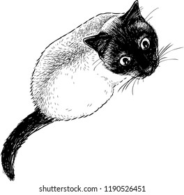 Sketch of a watching siamese cat