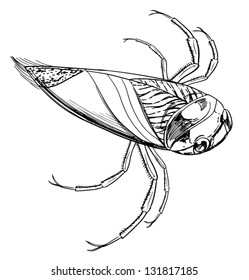boceto de un escarabajo acuático