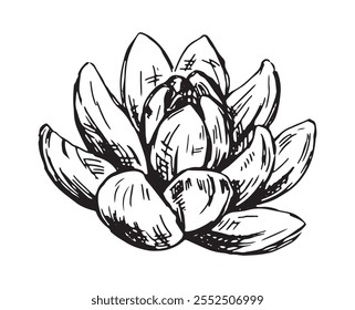 Sketch of water lily plant. Lotus flower bud in engraving style. Botanical vector illustration isolated on white.