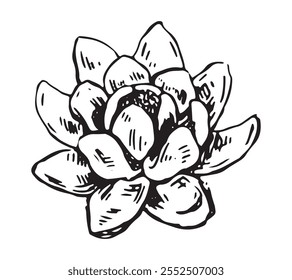 Sketch of water lily plant. Lotus flower bud in engraving style. Botanical vector illustration isolated on white.