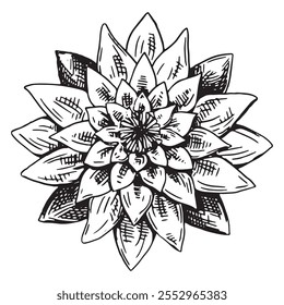 Sketch of water lily plant. Lotus flower bud in engraving style. Botanical vector illustration isolated on white.