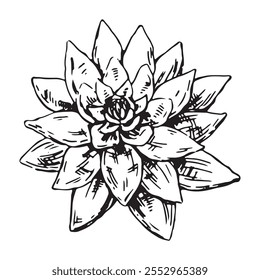 Sketch of water lily plant. Lotus flower bud in engraving style. Botanical vector illustration isolated on white.