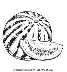 Esboço de uma melancia. Ilustração de vetor de tinta desenhada à mão de um melão. Elementos gráficos lineares para desenho de alimentos, isolados sobre um fundo branco.