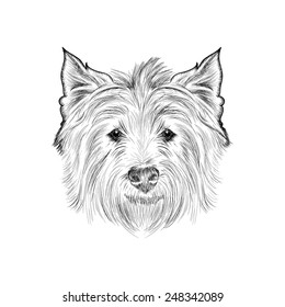 Sketch west highland white terrier. Hand drawn illustration.