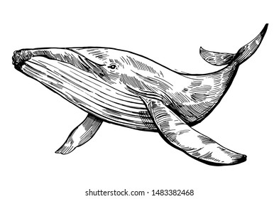 Sketch of whale. Hand drawn outline converted to vector. Transparent background